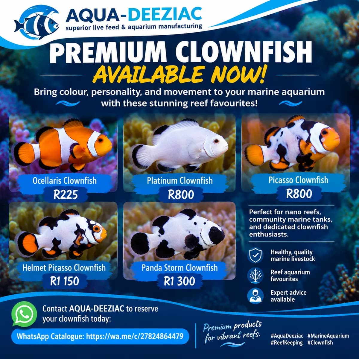 Premium Clownfish