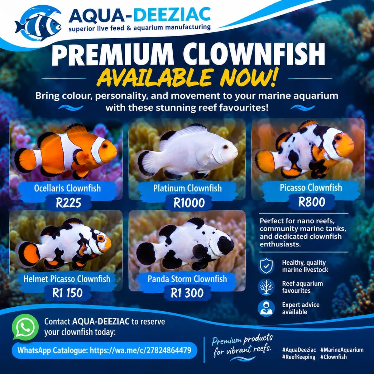 Premium Clownfish