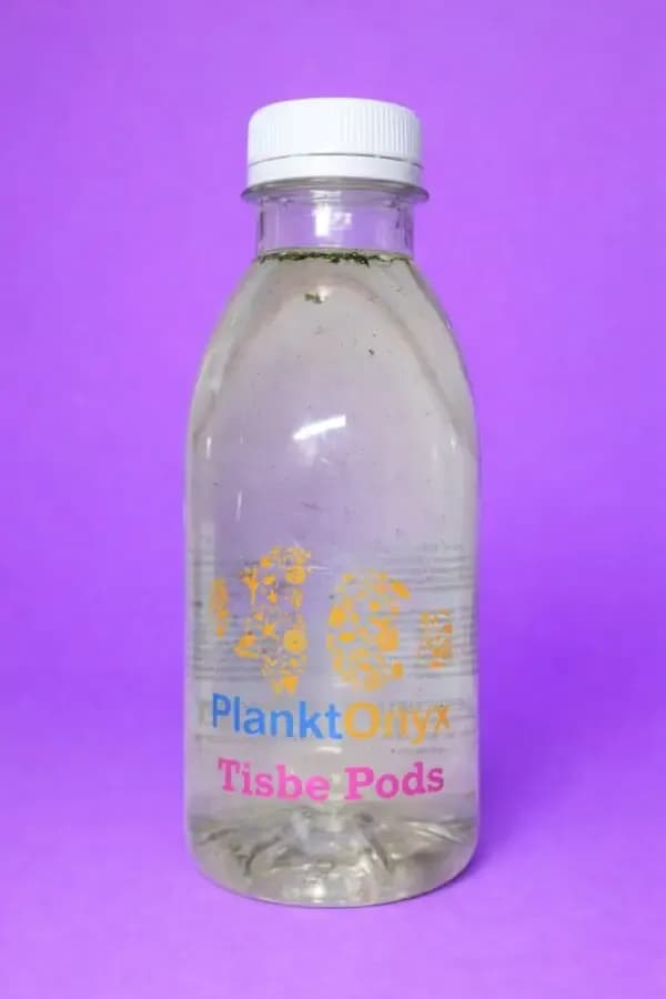 Tisbe Copepods – Premium Live Reef Food
